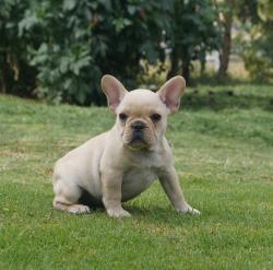 Cachorros de Bulldog francés para la venta línea de campeones hijos de DINASTIA GO MACARIO 